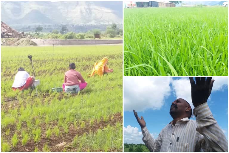 Paddy farming in crisis due to lack of rain