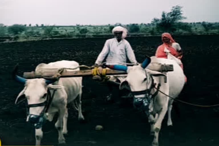 Crop sowing in Alirajpur