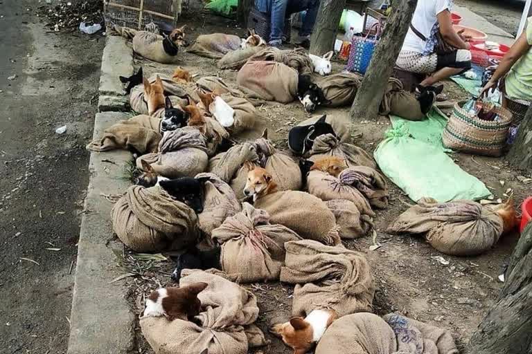 Nagaland decides to ban sale of dog meat