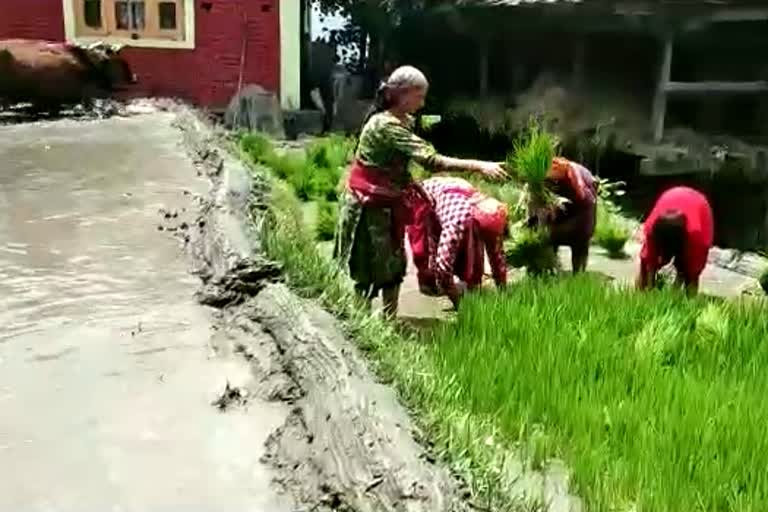 Red rice cultivation in Kullu