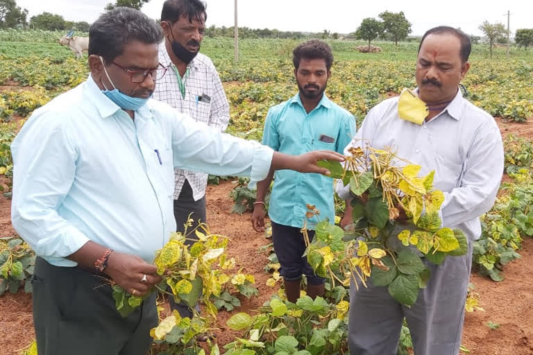 ಹೆಸರಿಗೆ ಹಳದಿ ಮೊಜಾಯಿಕ್ ವೈರಸ್