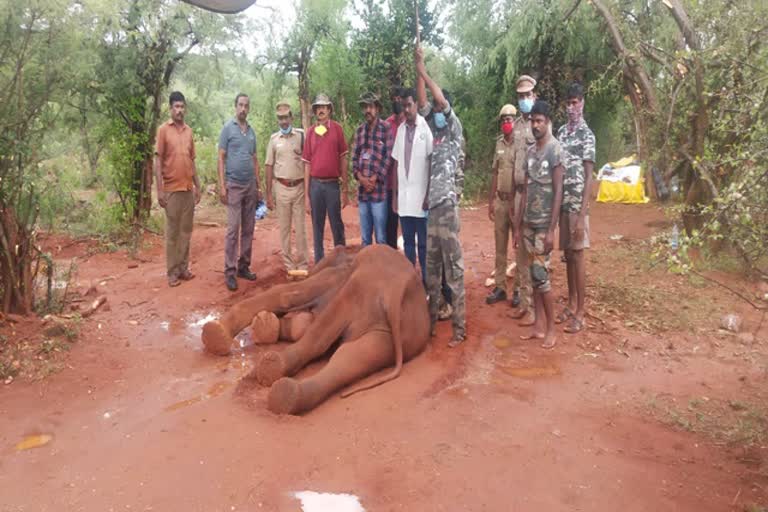 கோவையில் மேலும் ஒரு யானை உயிரிழப்பு... விசாரணை அமைக்க கோரிக்கை...