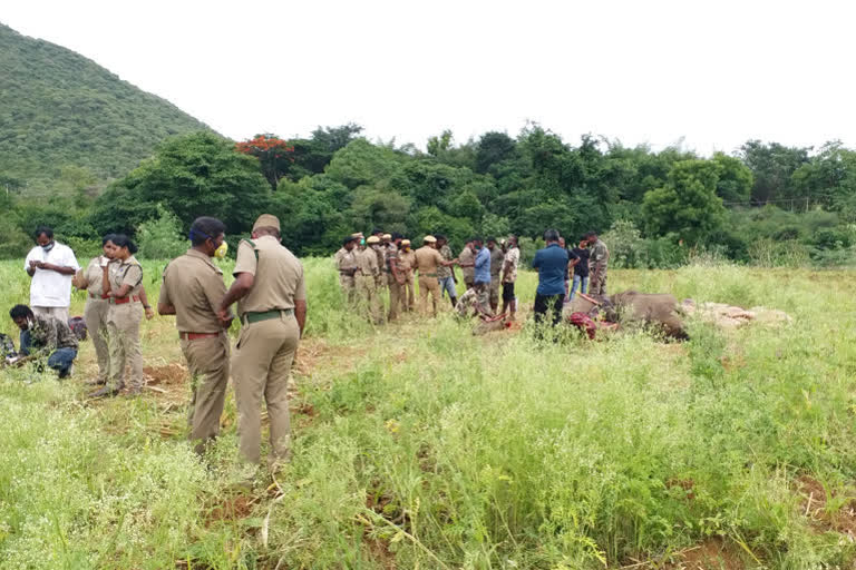 Injured tusker dies despite treatment in Coimbatore
