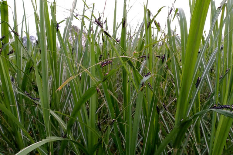 locust attack in sarguja