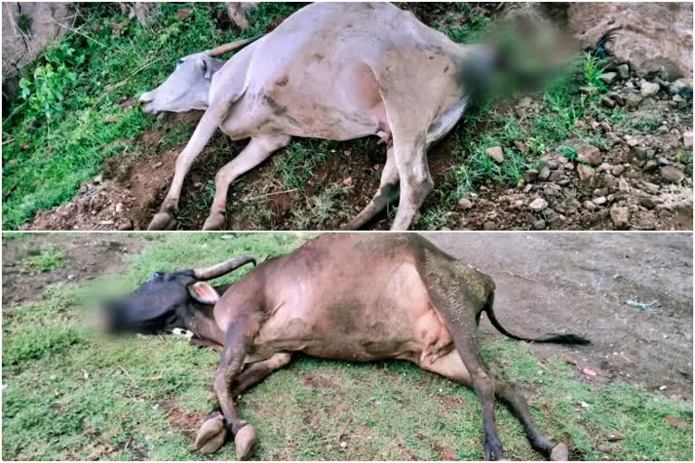 8 cows death in Chamarajanagar