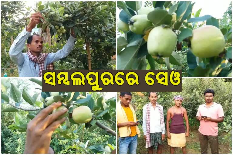 ଫଳ ଚାଷ କରି ସଫଳ ହେଲେ 3 ଭାଇ, ସମ୍ବଲପୁରରେ ଫଳିଲା ସେଓ