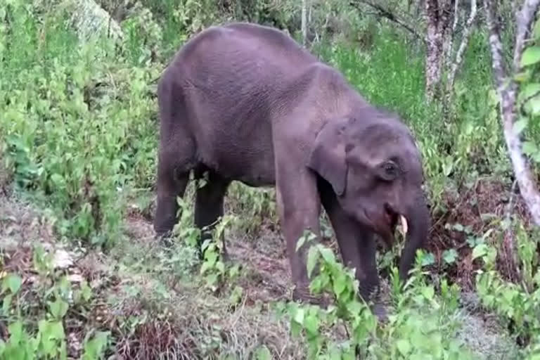 elephant found dead  അട്ടപ്പാടി  കുട്ടിക്കൊമ്പൻ ചെരിഞ്ഞു  പാലക്കാട്  palakkad latest news