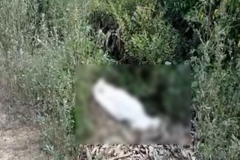 Dead body of youth found in forest in  karnal