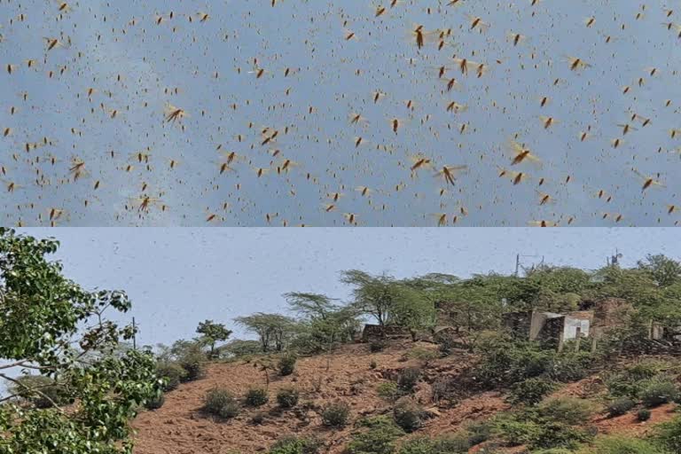 मेहंदीपुर बालाजी में टिड्डी दल, locust group in mehandipur balaji