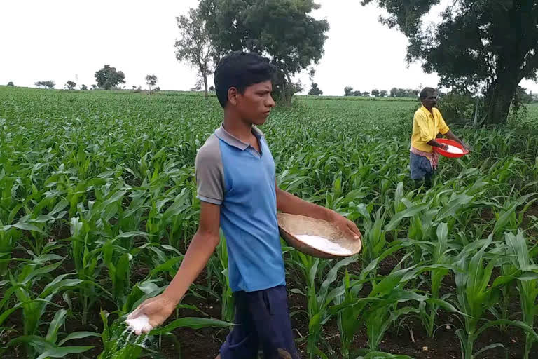 Students farming