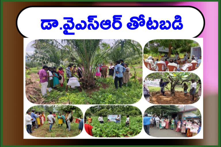 Dr. YSR  thotabadi program started in visakha district is the first in the state