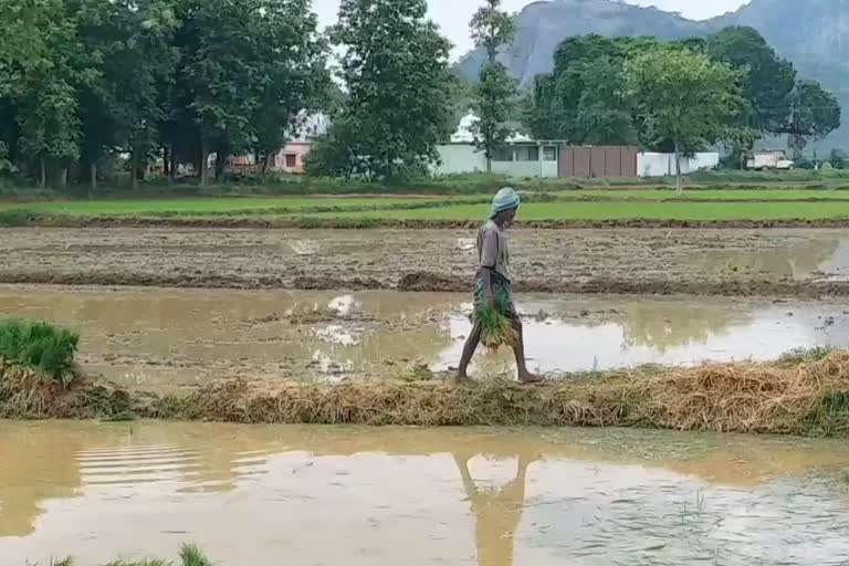 Kalahandi farmers are worried about seeds