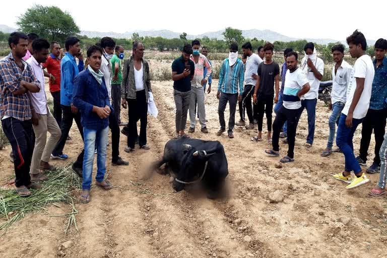 Cow violence in Ajmer, Cow biting