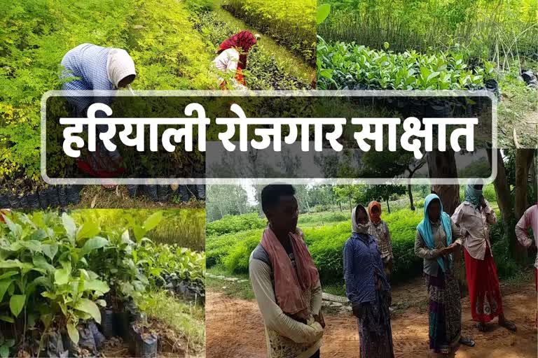 forest-department-gave-employment