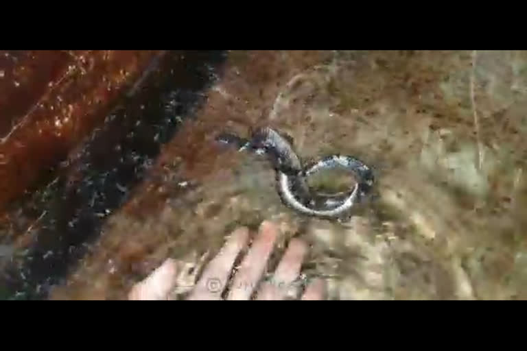 Protection of two snakes lying in a hotel sump