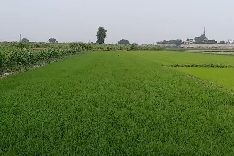 Farming in Delhi