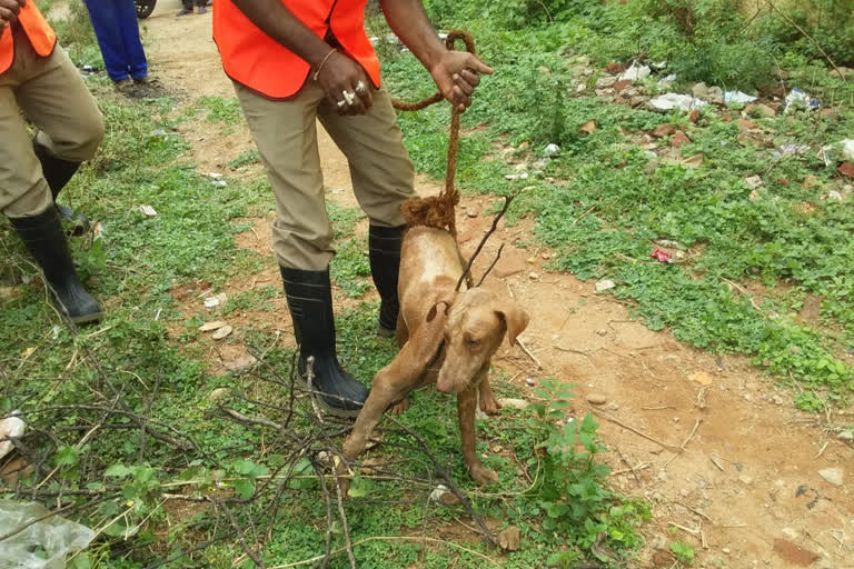 Firefighters rescued the dog that fell into the well in rajampeta kadapa district