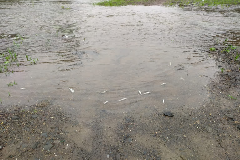 fish died due to toxic chemical mixed in water in Kamwari river