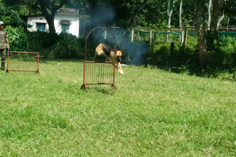 german shepherd  brought to rajabhatkhawa forest