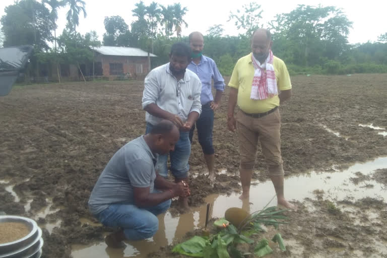 Seed Program at Amguri