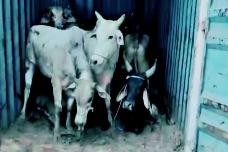 अलवर की खबर, राजस्थान क्राइम न्यूज, rajasthan crime news, alwar cattle smuggling news