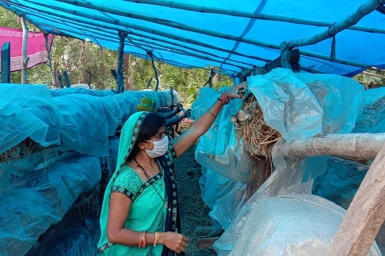 mushroom cultivation