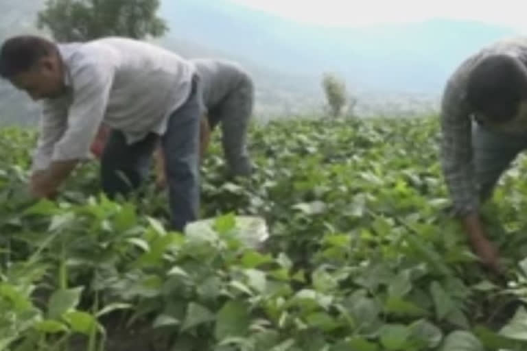 the farmers of paryoot in doda benefited from the pm farmers scheme