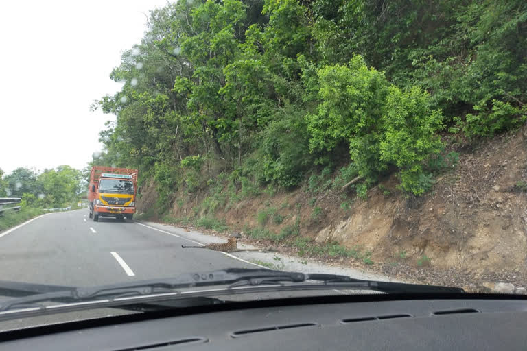 ರಸ್ತೆಯಲ್ಲಿ ಕೂತು ವಿಶ್ರಾಂತಿ ಪಡೆದ ಚಿರತೆ