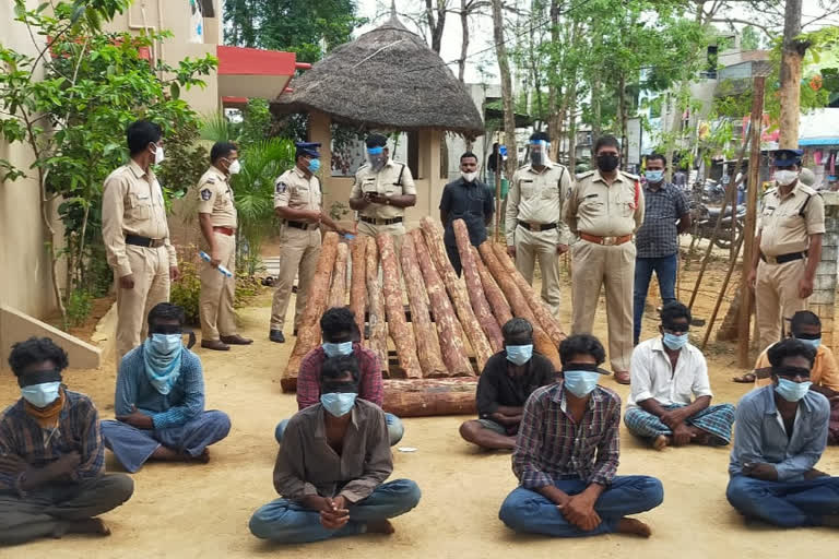 redsandal smugglers arrest in chinnagottigallu mandal at chittor