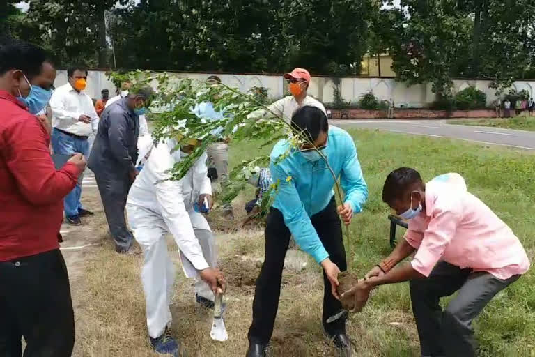 tree planting