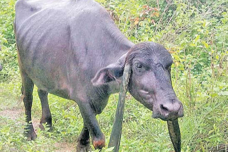 biggest horns one buffello at yallapadu village srikakulam district