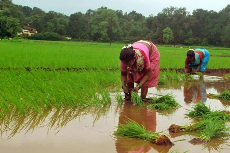 paddy transplantation work