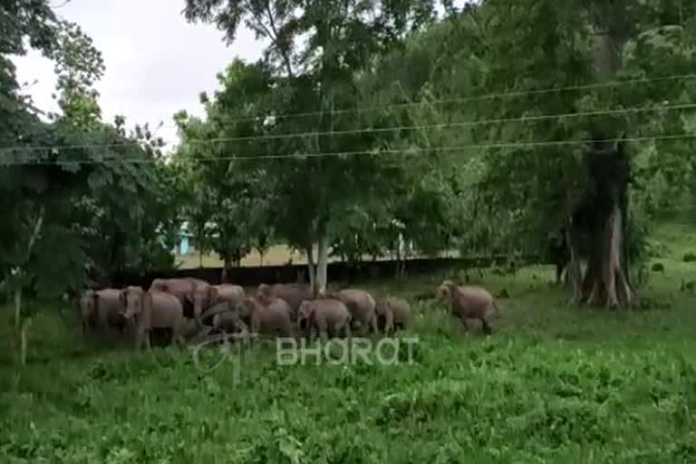 wild elephant terror at Boko