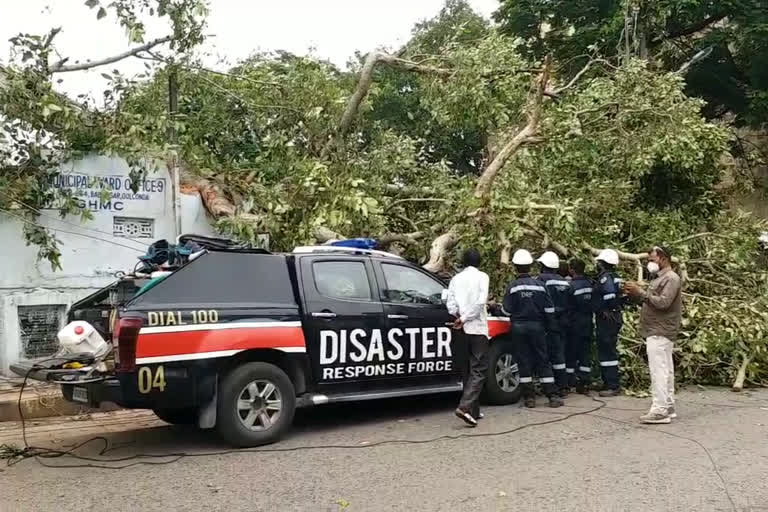 ఈదురు గాలులకు కూలీన భారీ వృక్షం కొమ్మలు