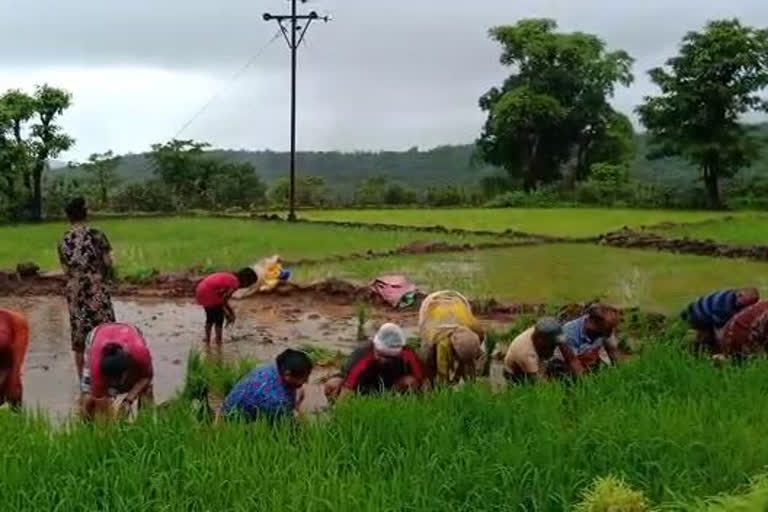 ratnagiri rice planting  ratnagiri rain news  ratnagiri farming news  रत्नागिरी लेटेस्ट न्यूज  रत्नागिरी शेतीविषयक बातमी  रत्नागिरी भातलावणी बातमी