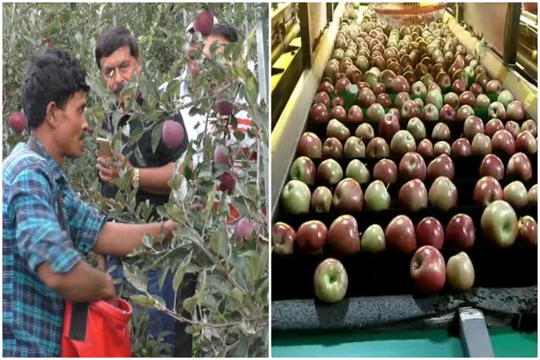 farmers are worried about labourers regarding Apple season