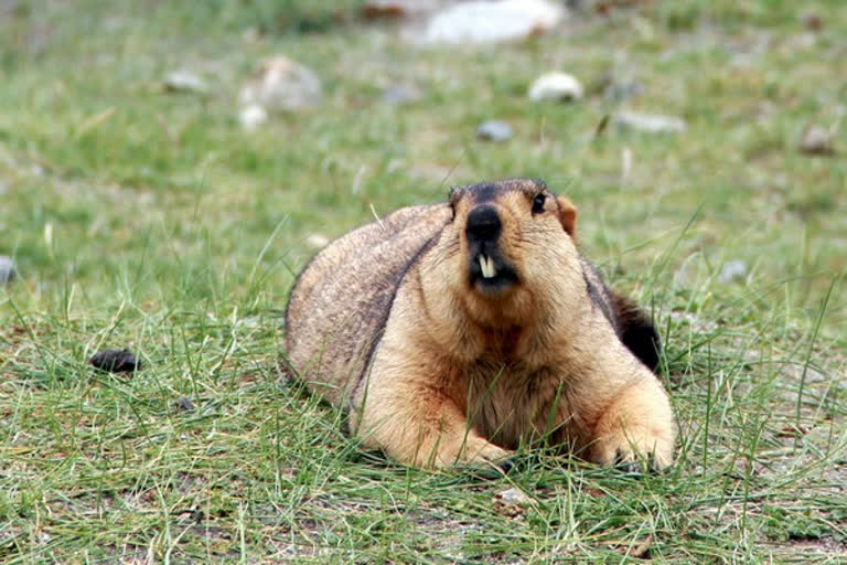 China takes precautions for bubonic plague