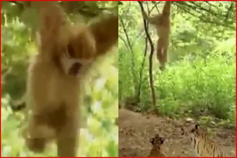 Gibbon teases tiger cubs in forest. Hilarious old video goes viral