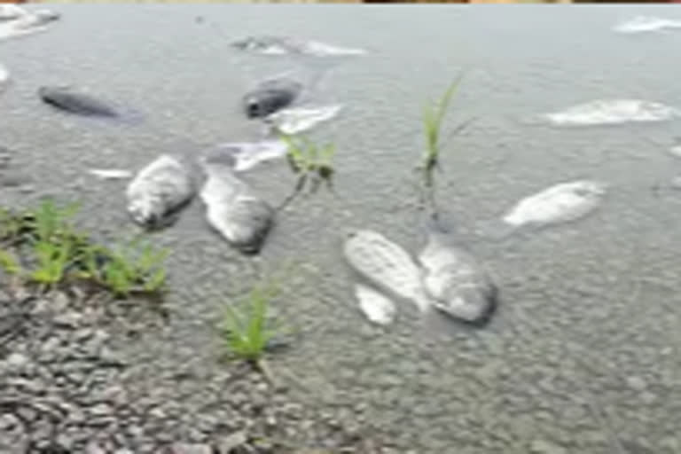 fishes were dead in suriguda fish pond in medchal district