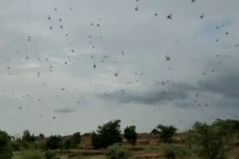 Dholpur locust news, Rajasthan locust attack