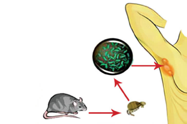 bubonic plague was traced in China