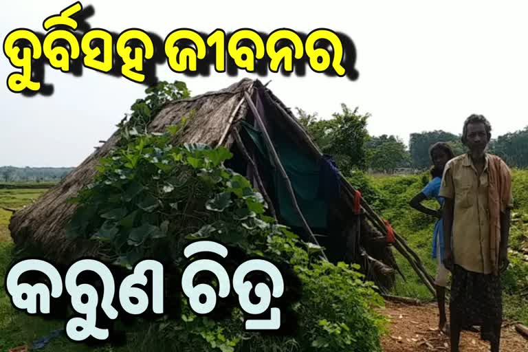 ଅସହାୟ ଚାମୁଟୁ: ନା ଅଛି ଘର, ନା ଅଛି ଅର୍ଥ ବଳ