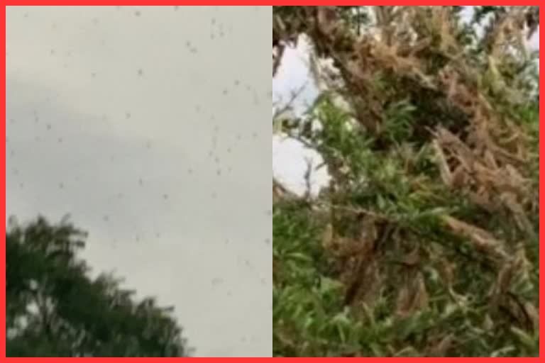 Swarm of locusts attacked Sirmathura area of Dholpur district