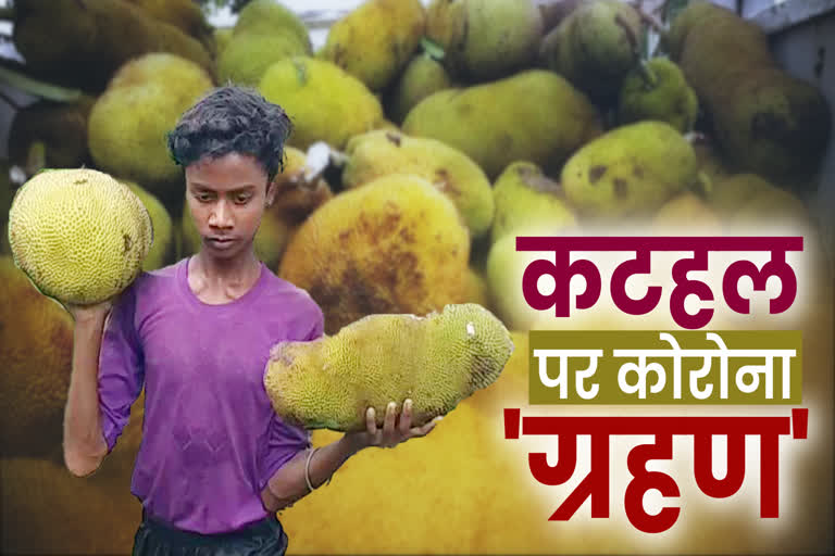 Jackfruit farmers facing market problem during Corona period in mandla