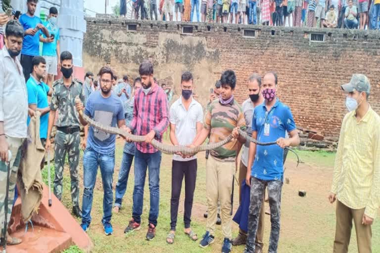 10 feet long king cobra rescued from ganjam odisha