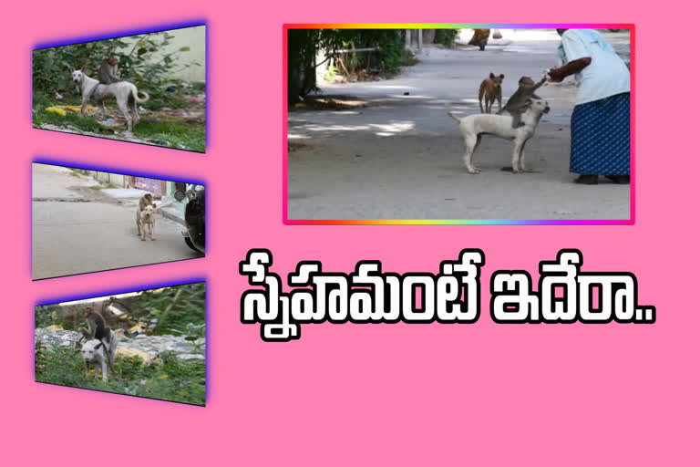 monkey dog friendship in tirupathi