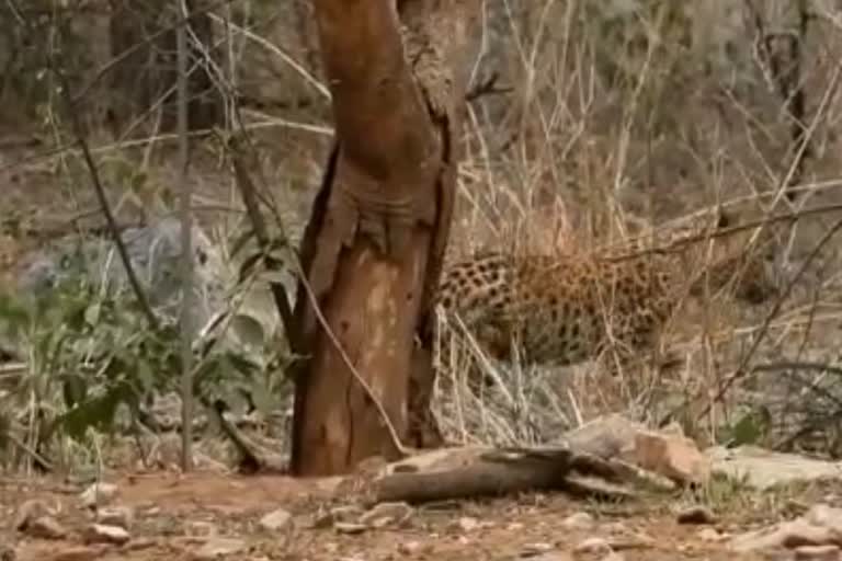 Leopard in Jhalana Safari, New Cubs in Leopard Safari