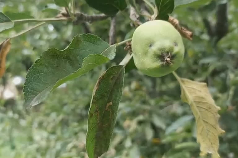 میوہ باغ مالکان پریشانیوں کے شکار