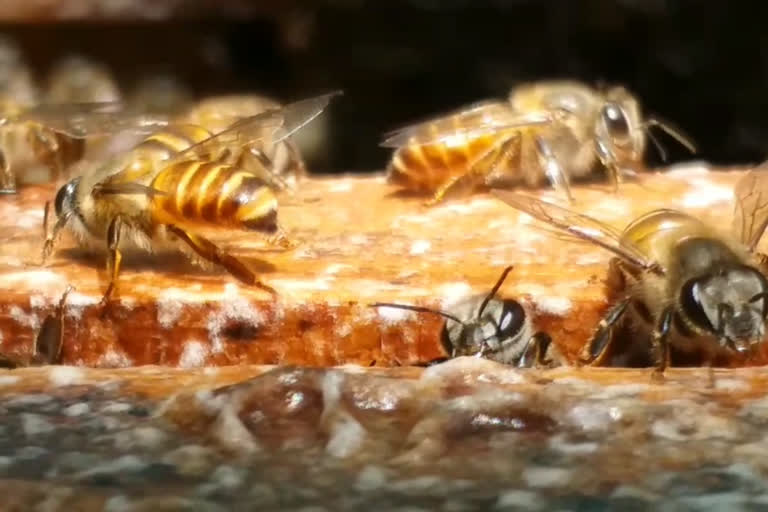 retired government employee who is a model farmer with honey farming