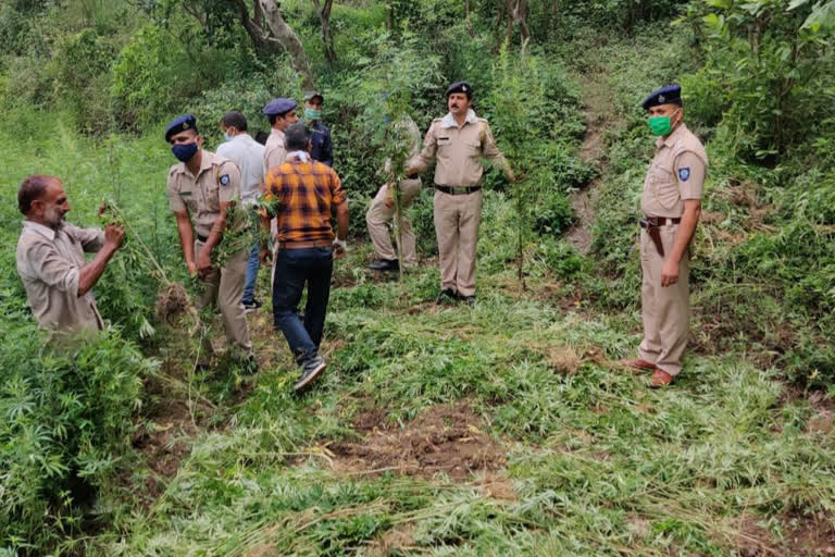 police destroyed illegal Cannabis